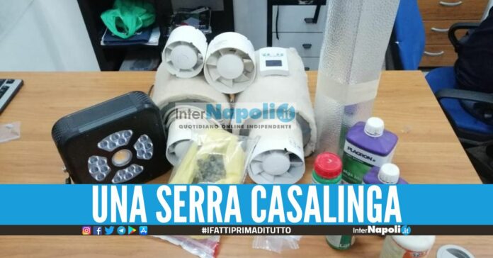 Serra di marijuana scoperta dopo la lite familiare a Secondigliano, figlio in manette Serra di marijuana scoperta dopo la lite familiare a Secondigliano, figlio in manette