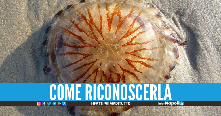 Allarme per la ‘medusa bussola’: mal di testa, debolezza, vertigini e perdita di coscienza
