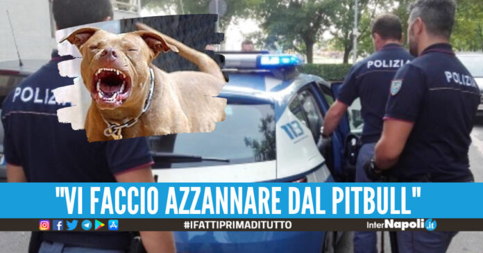 Arresto - pitbull, foto di repertorio