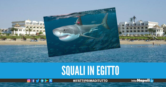 Attenzione alle vacanze nel Mar Rosso, due bagnanti uccisi dagli squali in Egitto