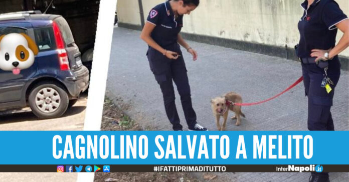Cagnolino lasciato in auto sotto il sole cocente a Melito, salvato dalla Municipale