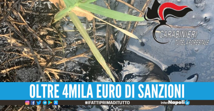 Disastro ambientale a Caivano, trovati rifiuti pericolosi affianco alle coltivazioni [Video]