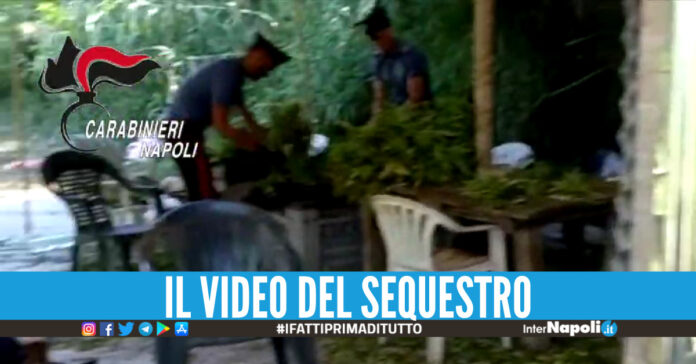 Scoperto il laboratorio della droga a Licola, sequestrate più di 600 piante e 150 kg di hashish