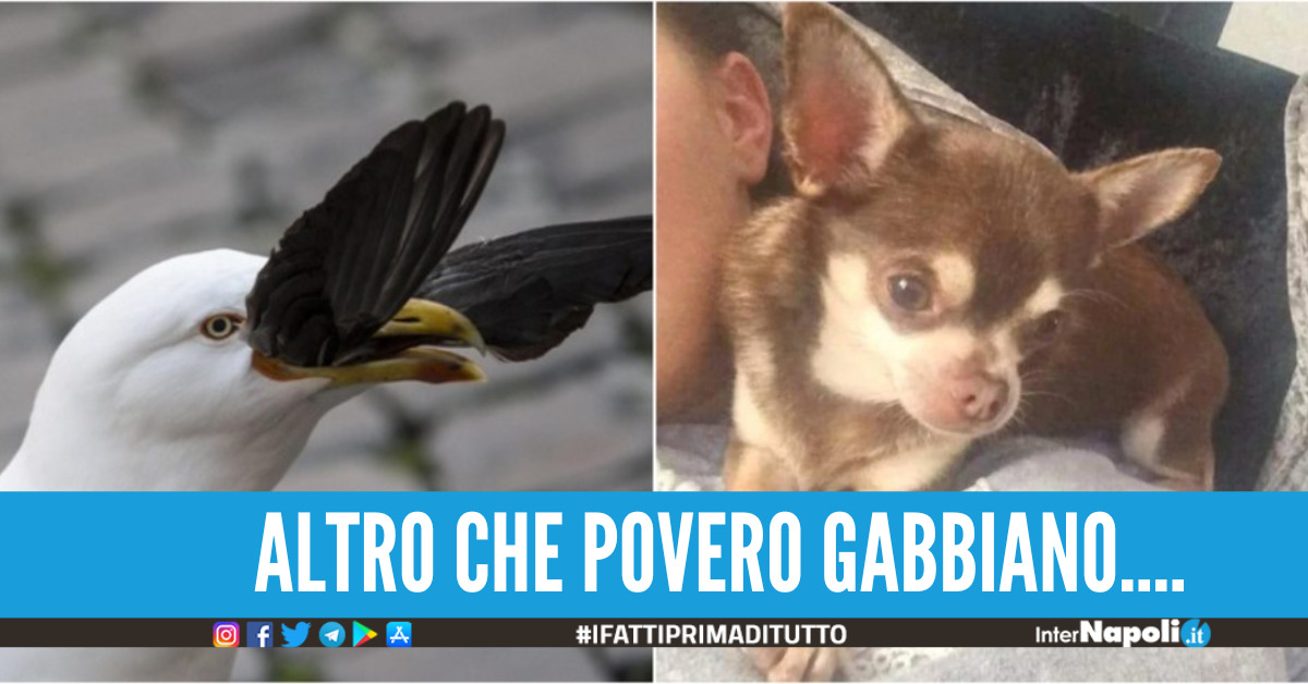 Scena da terno al lotto al Bosco di Capodimonte, gabbiano afferra cagnolino e lo porta via in volo