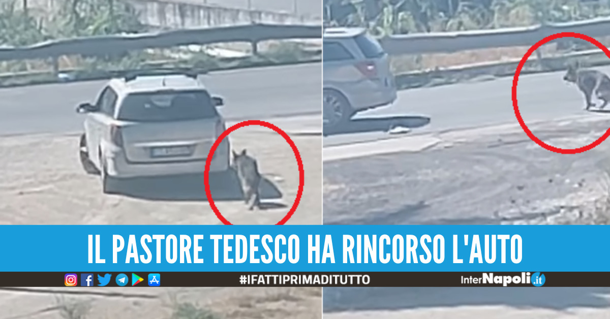 Vergogna a Castel Volturno, abbandona il cane sotto al sole e scappa con l'auto [Video]