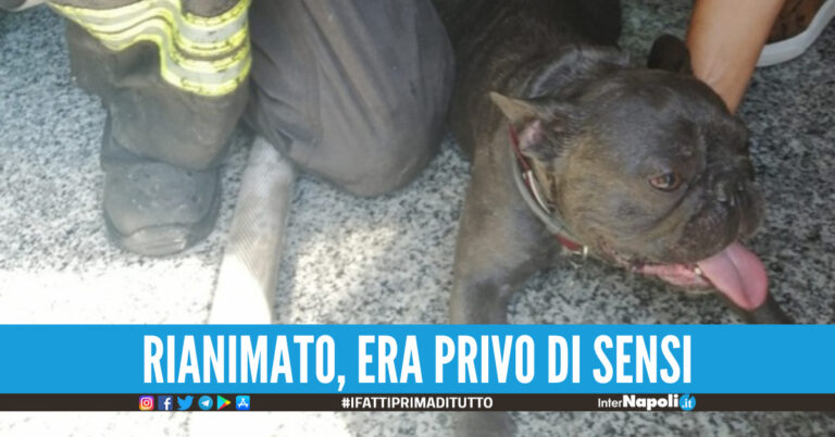 Incendio in un’abitazione nel Casertano, pompieri salvano cagnolino intrappolato