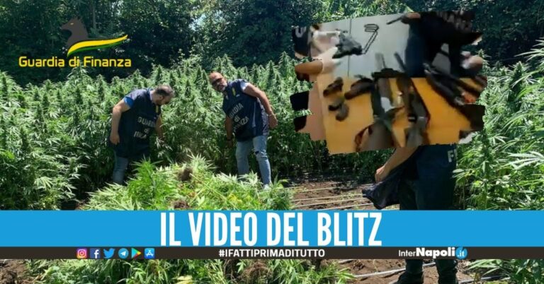 Scovati 350 kg di marijuana e un arsenale in provincia di Napoli, elicottero in azione