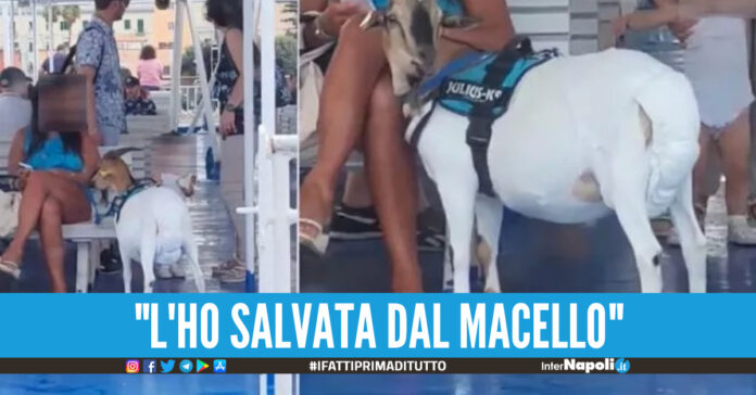 Capra sul traghetto per Ischia