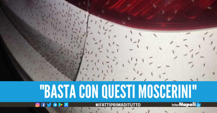 Città sotto l'assedio di moscerini, ristoranti costretti a chiudere alle 21