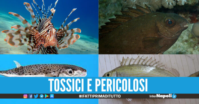 pesci tossici