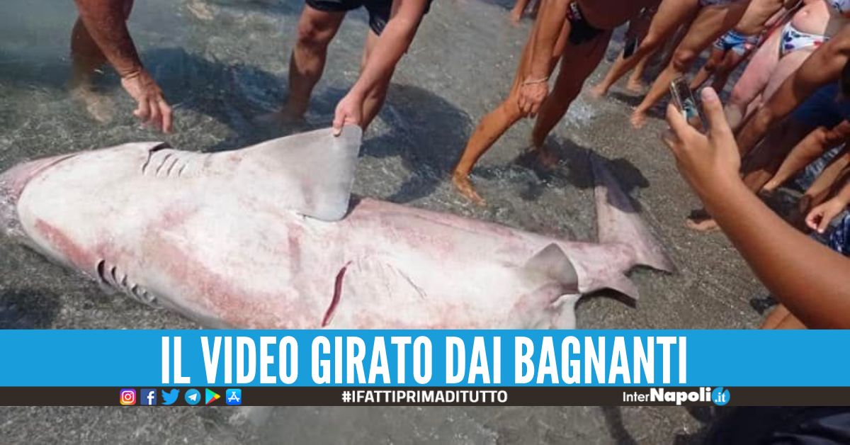 Carcassa di squalo trovata a Salerno, sorpresa in spiaggia