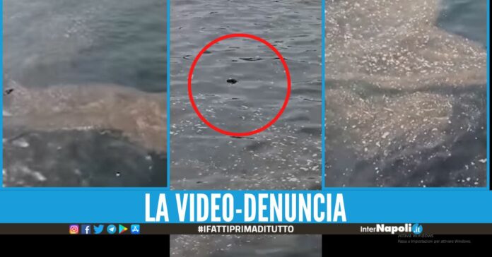 Il mare di Napoli invaso da topi e liquami, giorno 'nero' per i bagnanti