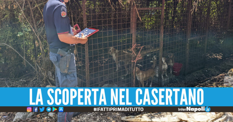 Otto cani e 5 cuccioli chiusi in un ‘lager’, salvati dai carabinieri: proprietario nei guai