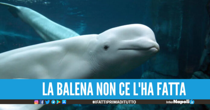 Il beluga è morto, la balena bianca che si è persa nella Senna non ce l'ha fatta