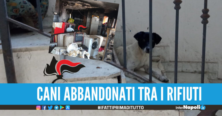 Scoperta a Giugliano la casa degli orrori, 30 cani abbandonati: 3 cuccioli sono morti di stenti