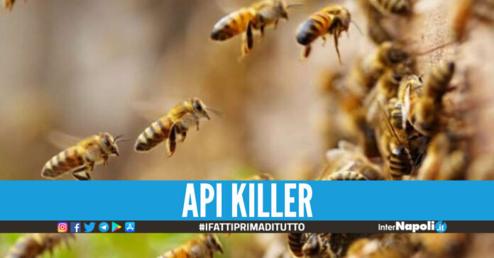 Api, foto di repertorio