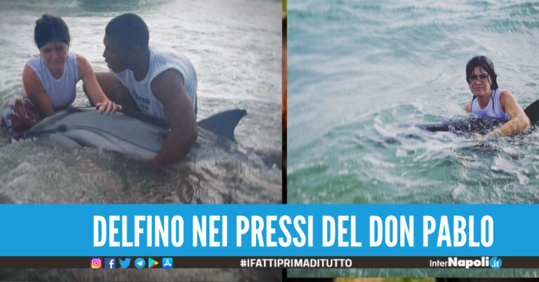 Delfino spiaggiato nei pressi del lido Don Pablo a Ischitella, salvato dai volontari