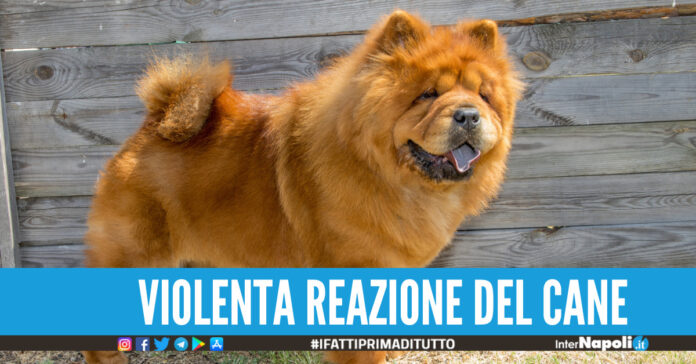 Picchia il cane, lui si vendica azzannandolo con violenza grave 35enne