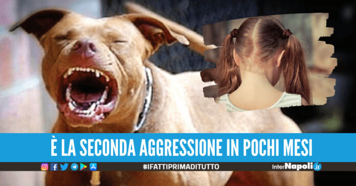 Pitbull, foto di repertorio