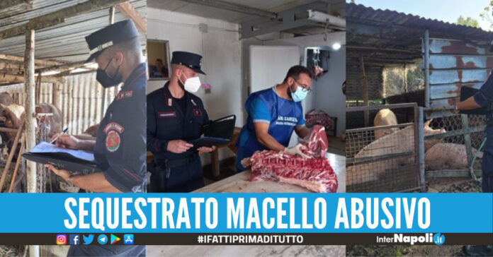 carne grazzanise macello