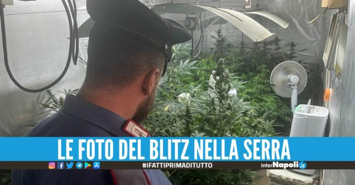 Piante di marijuana cresciute con il furto di corrente, 2 arresti a Qualiano