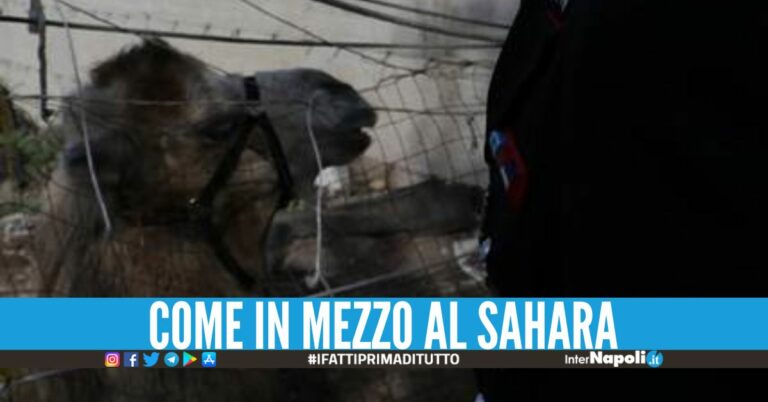 Zoo illegale scoperto nel Casertano, sequestrati cammello e cavalli