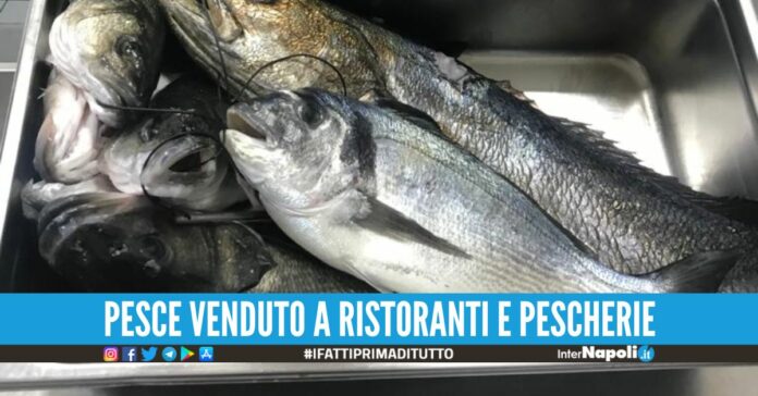 Rubano spigole e orate su commissione, 6 arresti nel Salernitano