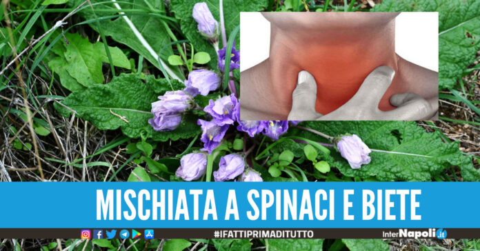 Intossicazione da mandragora, aumentano le vittime nel Napoletano una è in prognosi riservata