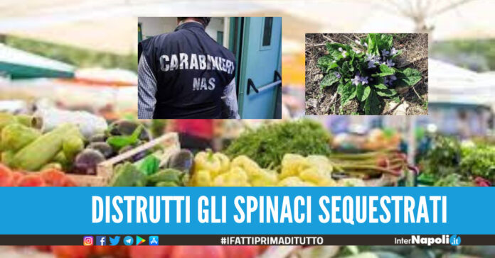 Intossicazione da mandragora, l'Asl No a spinaci freschi nelle scuole. Distrutti 7 bancali di spinaci