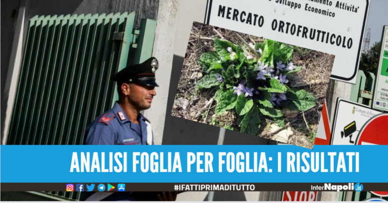 Allarme mandragora, esaminate 152 cassette al Centro Agroalimentare di Napoli