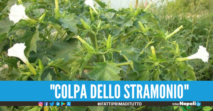 stramonio