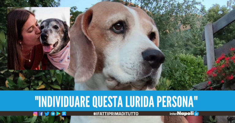 Il cane muore avvelenato, i proprietari: “Diamo 50 mila euro a chi trova i responsabili”