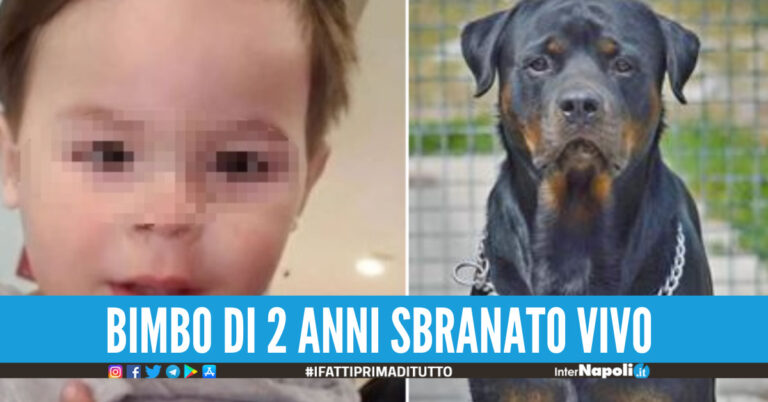 Bimbo di 2 anni sbranato vivo da un rottweiler davanti alla mamma: “Ci stava giocando, poi è stato aggredito”
