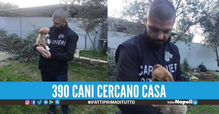 Tre canili sequestrati nel Napoletano, 390 cuccioli cercano una famiglia