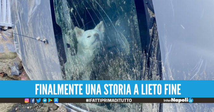 Frana Casamicciola cane