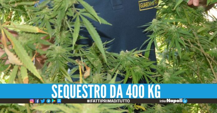 Blitz dei finanzieri di Giugliano nella piantagione di marijuana, colpo da 5 milioni