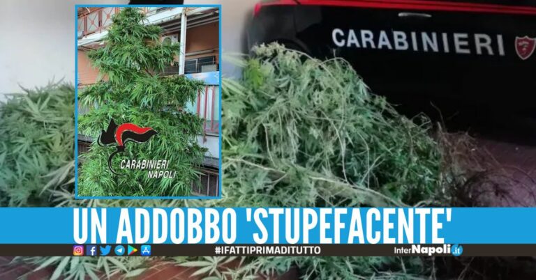 Forte odore di marijuana a Melito, sequestrato un albero di 3 metri