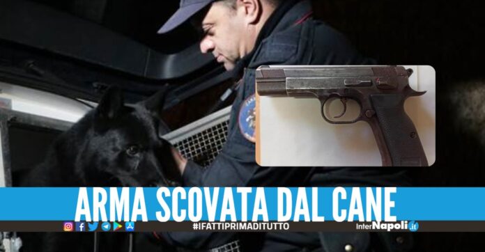 Nascondeva la pistola in casa, preso il fratello del fedelissimo di Setola