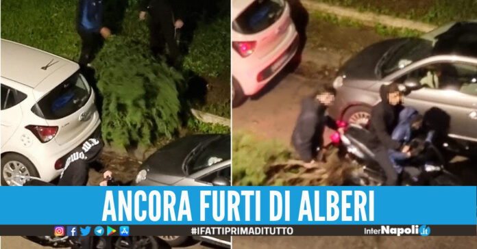 Furti alberi Napoli
