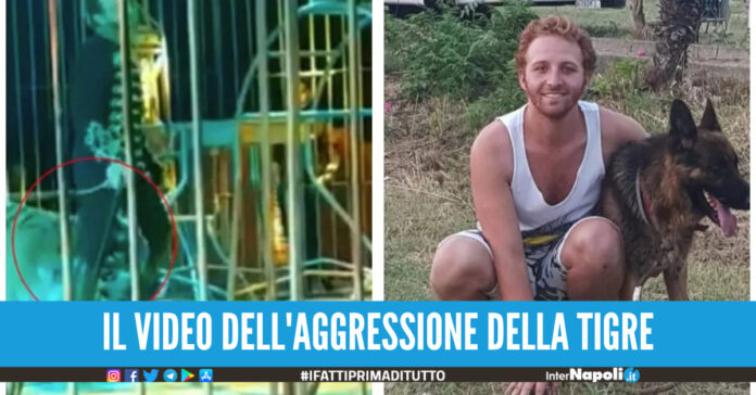 ]Il domatore del circo Orfei morso da una tigre durante l'esibizione, è grave: il video choc