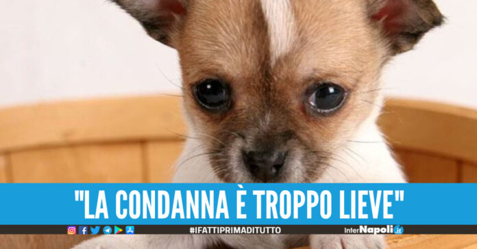 Condannato dal Tribunale di Napoli Nord a quattro mesi di reclusione, e al pagamento delle spese processuali, l’uomo che a Frattamaggiore