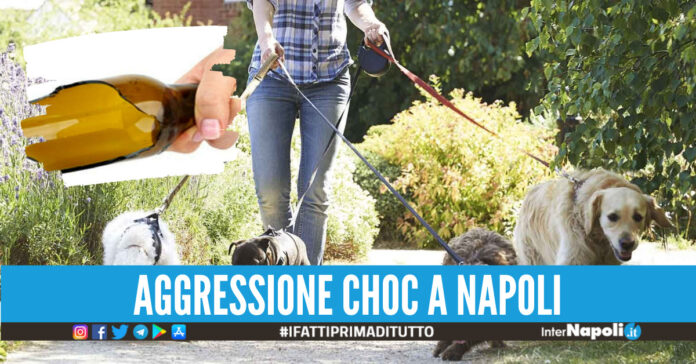 aggressione dog sitter napoli