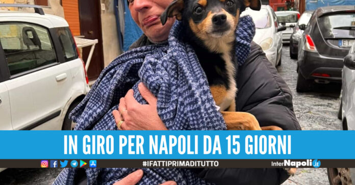 cane peppiniello ritrovato