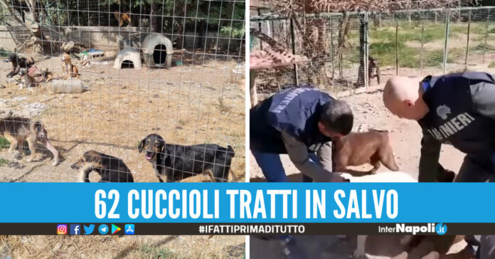 controlli nas canili napoli