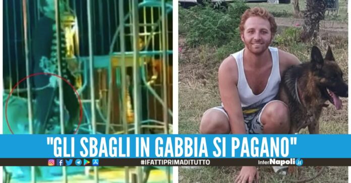 Aggredito dalla tigre del circo, il padre del domatore: 