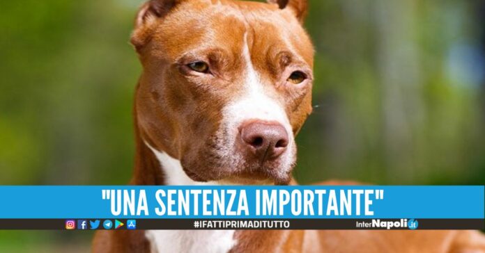 Tagliano la coda e le orecchie al pitbull, coppia condannata a Napoli