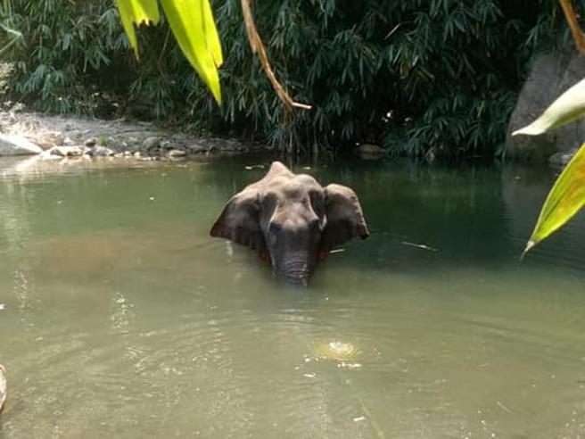 Elefante ucciso con petardi in un ananas: è accaduto in India ...