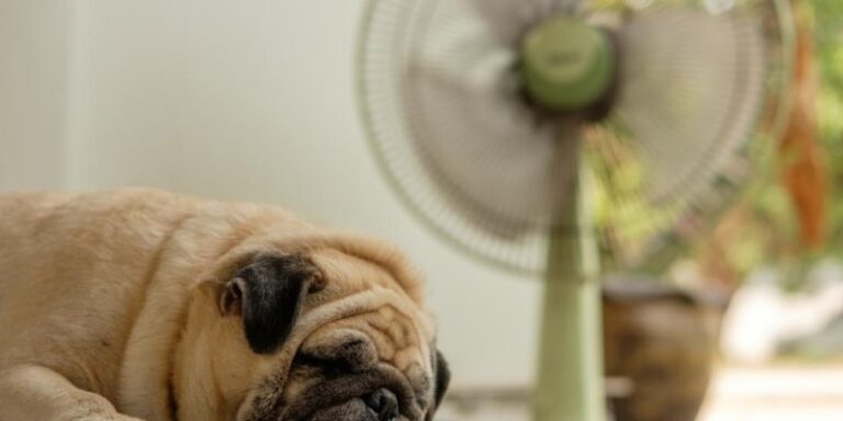 L’aria condizionata fa bene o male a cani e gatti? La precisazione dell’esperto