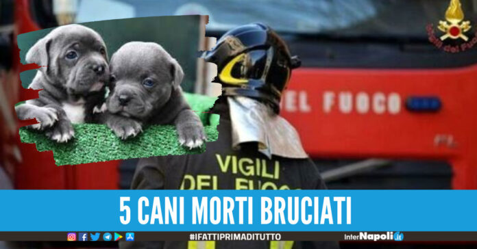 Orrore ad Afragola, cinque cani morti nell'incendio di un box: una stufa ha scatenato il rogo