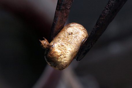 Trova una pepita d’oro da un chilo e mezzo con il metal detector: “Grande come un pacchetto di sigarette”